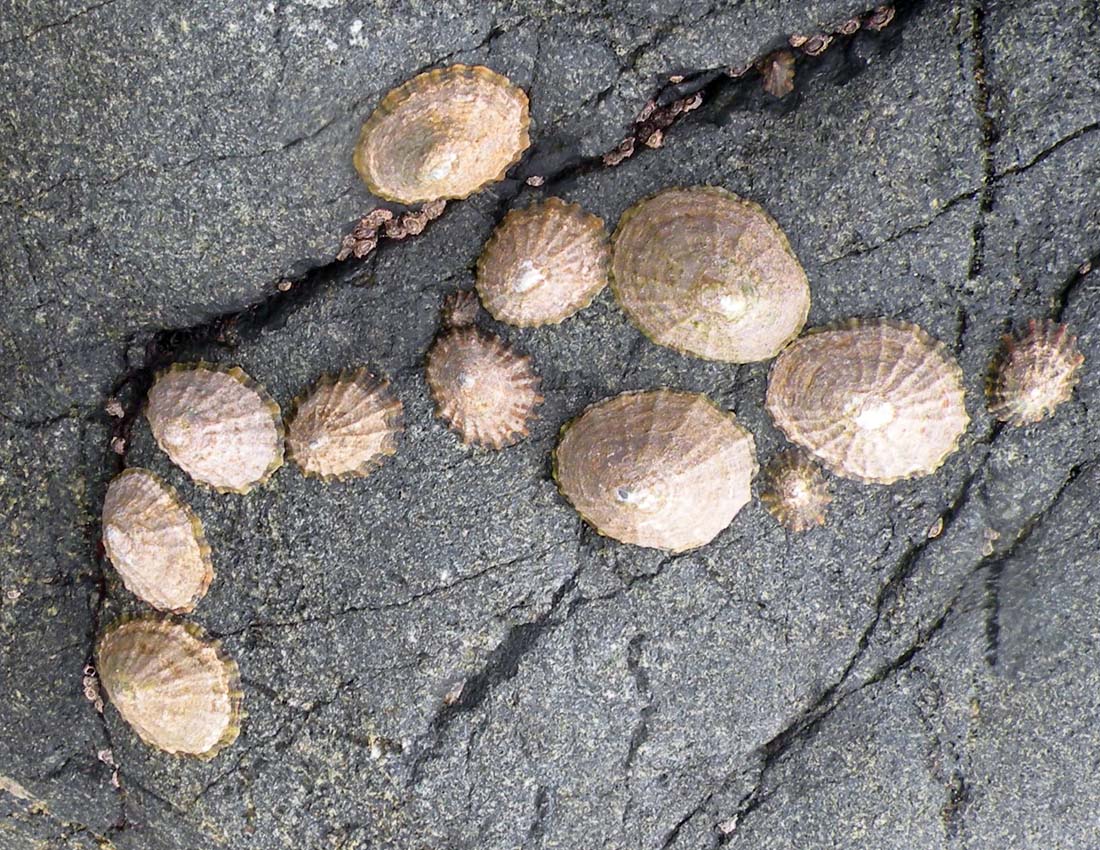 Sulle coste del Galles: i molluschi marini